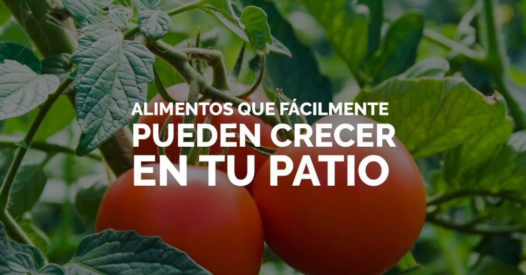 Se pueden cultivar en pequeños huertos, con una separación de 30 centímetros entre sí, o en maceteros.