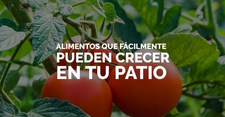 Se pueden cultivar en pequeños huertos, con una separación de 30 centímetros entre sí, o en maceteros.