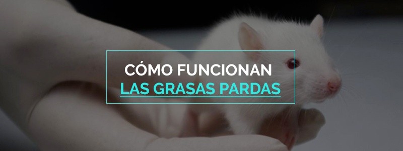 Las grasas pardas pueden ser la solución al problema de obesidad.