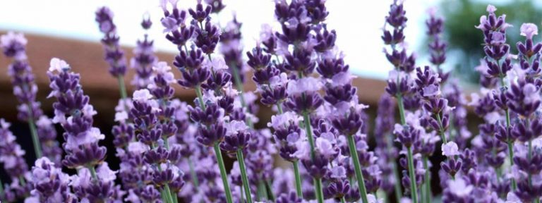 Remedios caseros con lavanda