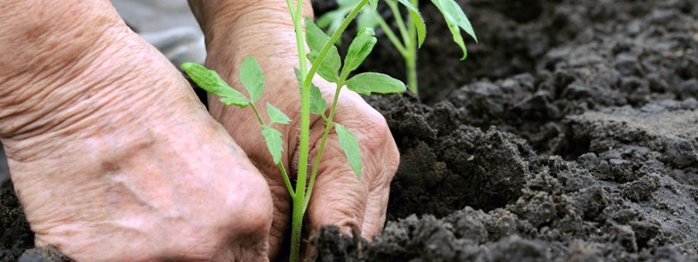 alimentos orgánicos