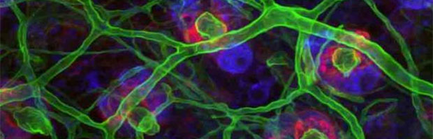 Las células madres podrían curar muchas enfermedades